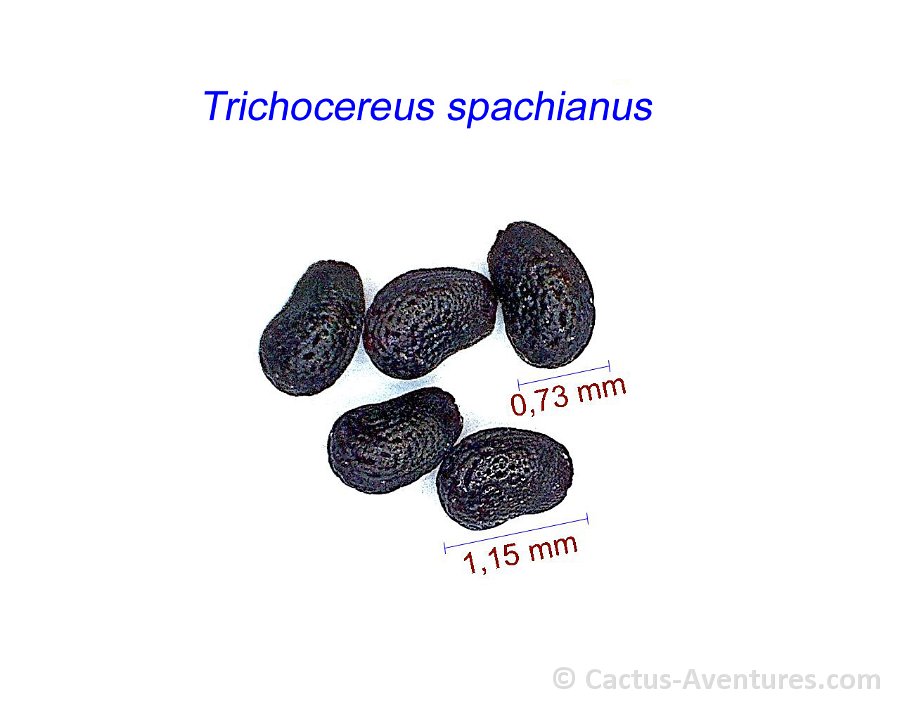 Trichocereus spachianus